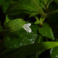 Lepidagathis fasciculata (Retz.) Nees